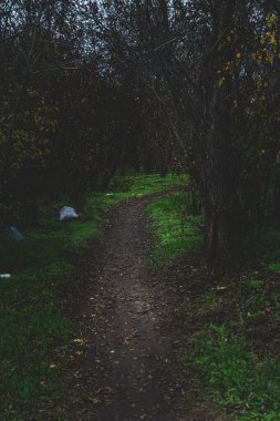 Ormandaki patika, yol boyunca çöp var.