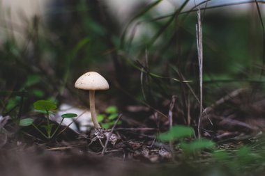 Orman mantarı mantarı mantarı, makro fotoğraf, karanlık ve karamsar etki