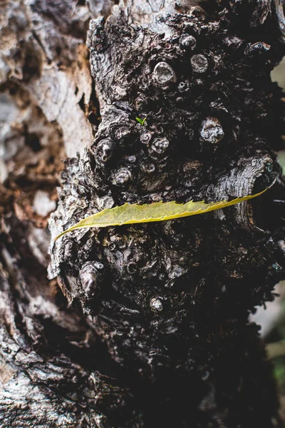 Hoja Verde Tronco Del Árbol Pequeño Brote Joven Efecto Oscuro —  Fotos de Stock