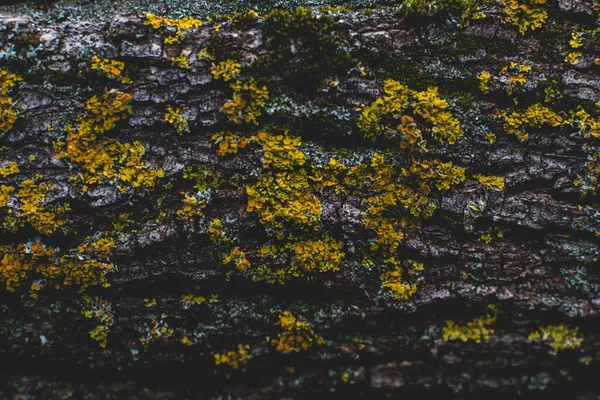 Yellow Lichen Mushroom Tree Bark Dark Moody Effect — Stock Photo, Image