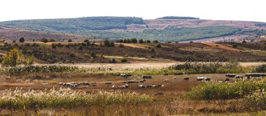 Otlakta bir koyun sürüsü. Moldova 'nın doğası. Moldova 'nın manzaraları. Kopyalama alanı ile sanatsal işlem