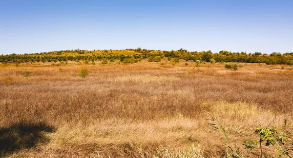 Поле Голубое Небо Природа Молдовы Пейзажи Молдовы Художественная Обработка Копированием — стоковое фото