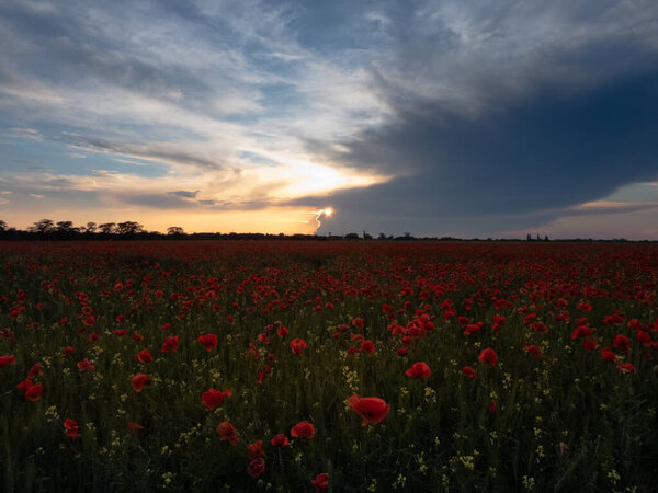 poppy field at sunset against the backdrop of the setting sun and blue sky