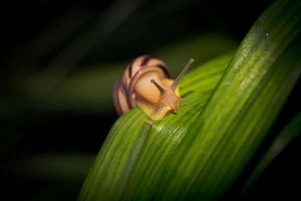 草の上の小さなカタツムリ — ストック写真