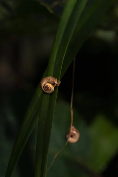 草の上の小さなカタツムリ — ストック写真