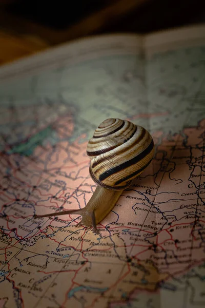 Little Snail Crawling World Map — Stock Photo, Image