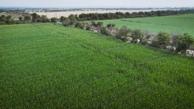 Mısır tarlasında sulama sistemi. Hava aracı fotoğrafçısı DJI Mavic Mini 2