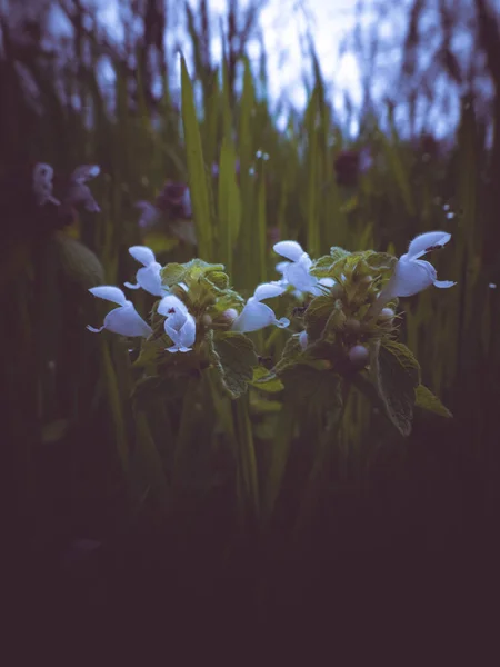 Borazan Çiçeği Çiçek Açan Ajuga Sürüngenleri Karanlık Karamsar Etki Seçici — Stok fotoğraf