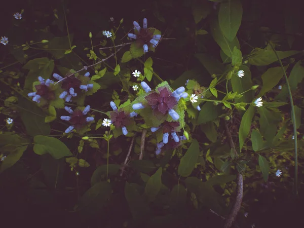 Fiore Tromba Rettili Ajuga Fiore Effetto Scuro Lunatico Messa Fuoco — Foto Stock