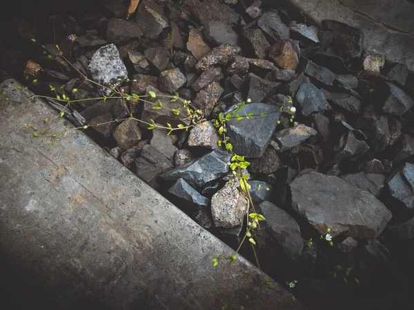 Wild Madeliefjes Selectieve Focus Ondiepe Scherptediepte Donker Humeurig Effect Kamille — Stockfoto