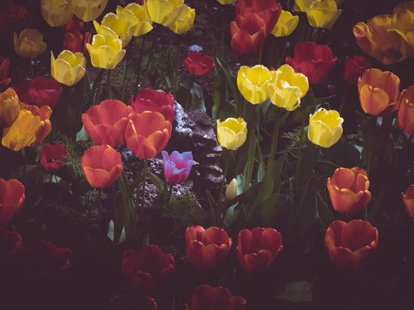 Tulipanes Amarillos Rojos Foco Selectivo Floración Efecto Oscuro Malhumorado —  Fotos de Stock