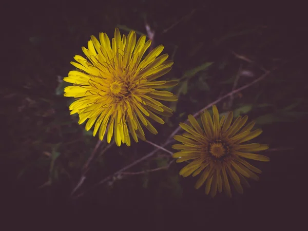 Цветок Желтого Одуванчика Taraxacum Officinale Обыкновенный Одуванчик Художественная Фотография Темный — стоковое фото