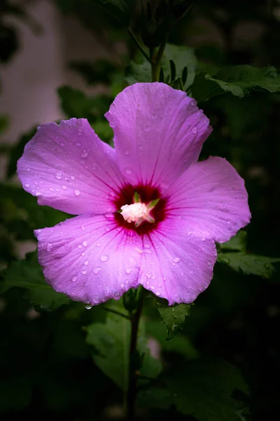 분홍색 목부용 시리아 시리아 미아의 Hibiscus Syriacus — 스톡 사진