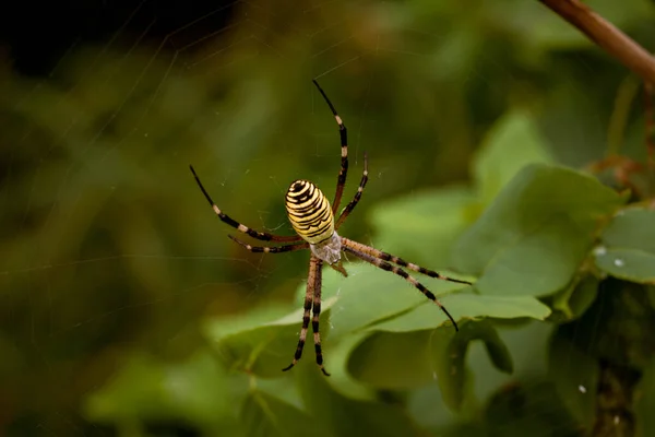 Guêpe Araignée Guêpe Araignée Femelle Argiope Bruennichi Sur Fond Feuillage — Photo