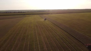 Gün batımında buğday tarlasında çalışan hasat makinelerinin hava görüntüsü. Tarım makinesini birleştirerek altın olgun buğday tarlası hasat ediyoruz. 4K Ultra HD
