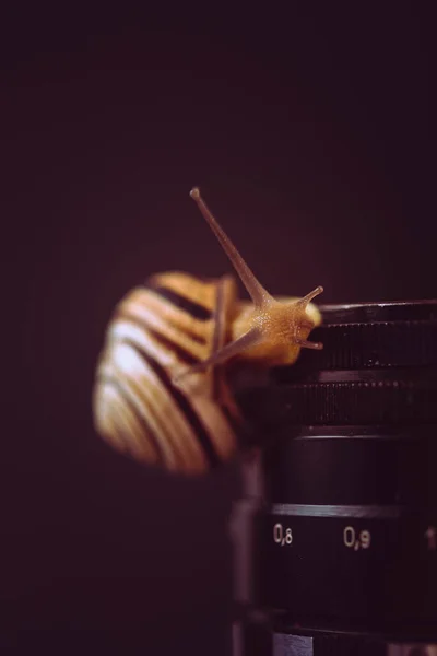 Snail and camera, macro photography. Garden snail close-up. Artistic snail photography, shallow depth of field, shallow depth of field.