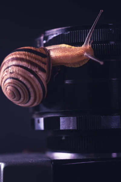 Snail Camera Macro Photography Garden Snail Close Artistic Snail Photography — Stock Photo, Image