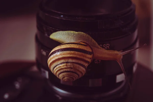 Caracol Câmara Macrofotografia Caracol Jardim Close Fotografia Caracol Artístico Profundidade — Fotografia de Stock