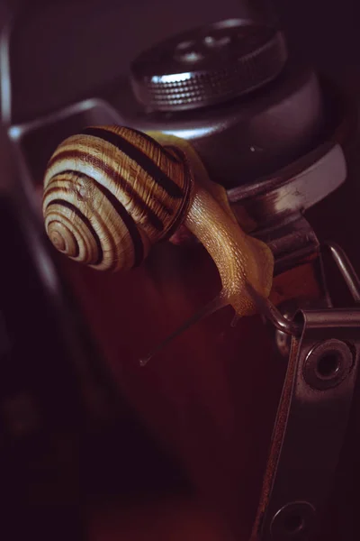 Snail Camera Macro Photography Garden Snail Close Artistic Snail Photography — Stock Photo, Image