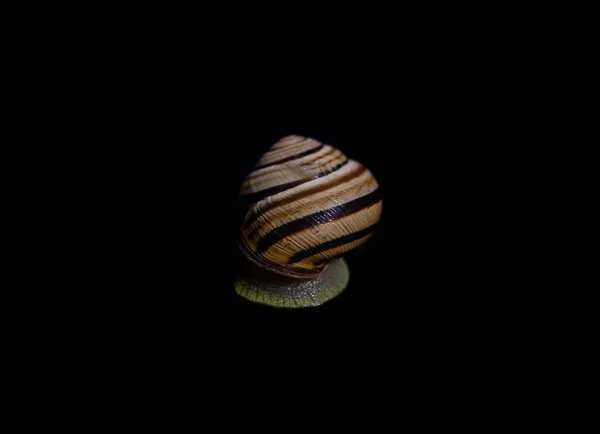 Garden Snail Black Background — Stock Photo, Image