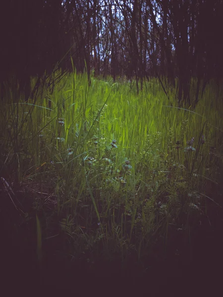 Paesaggio Verde Paesaggistico Tra Boscaglie Nella Foresta Paesaggio Atmosferico Cupo — Foto Stock