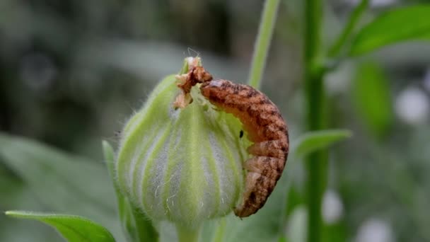 Caterpillar Broad Bordered Yellow Underwing Noctua Fimbriata Vista Primavera Jardín — Vídeos de Stock