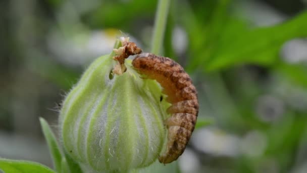 Caterpillar Broad Bordered Yellow Underwing Noctua Fimbriata Vista Primavera Jardín — Vídeos de Stock