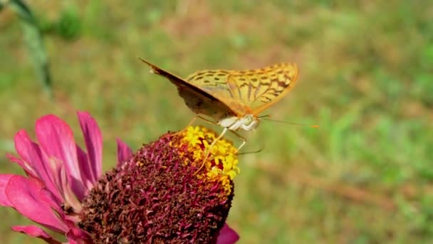 Dark Green Fritillary Argynnis Aglaja Verzamelt Nectar Van Bloem Van — Stockvideo