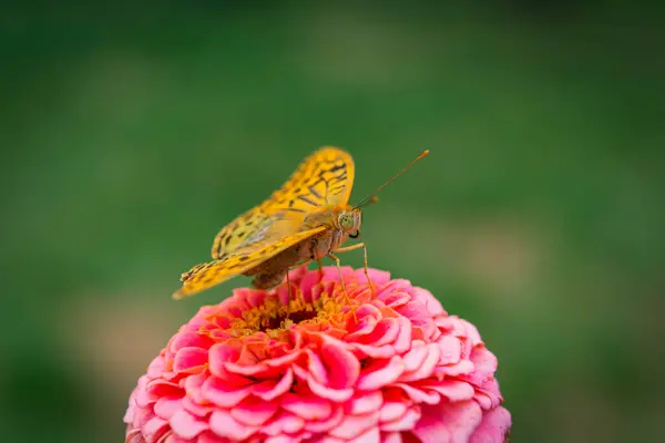 Mariposa Fritillary Verde Oscuro Recoge Néctar Flor Rosa Zinnia Speyeria — Foto de Stock