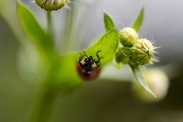 Coccinellidae 菊花叶上的瓢虫 地底浅 有选择的焦点 — 图库照片