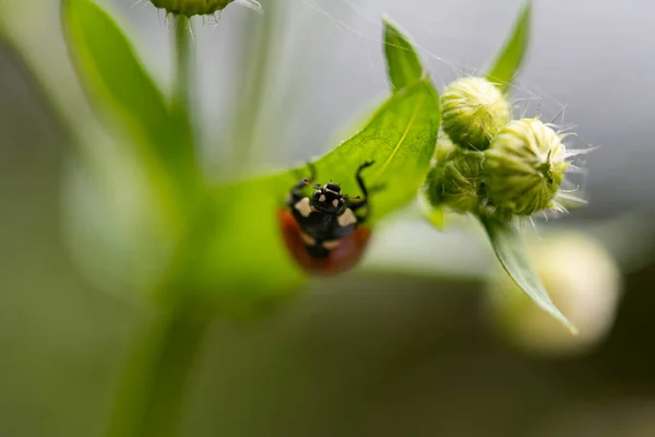 Coccinellidae Mariquita Hoja Manzanilla Profundidad Campo Poco Profunda Enfoque Selectivo — Foto de Stock