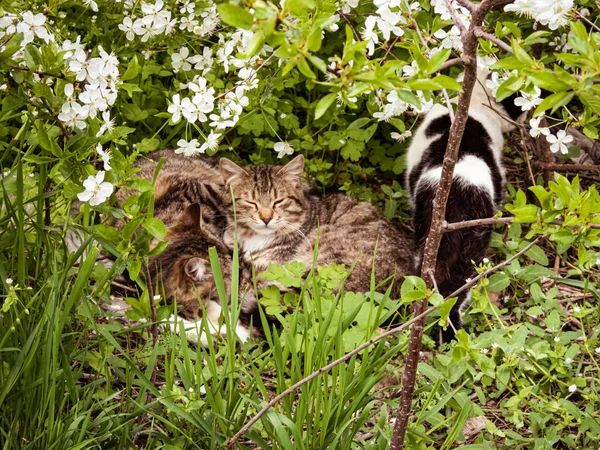 Group of streets cats in the grass