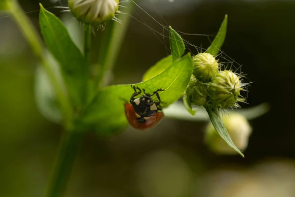 Coccinellidae 菊花叶上的瓢虫 地底浅 有选择的焦点 — 图库照片