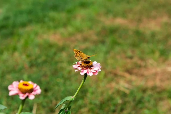 Papillon Fritillaire Vert Foncé Recueille Nectar Sur Rose Zinnia Fleur — Photo