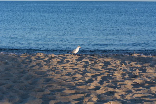 Gabbiano Sulla Spiaggia Della Costa Del Mar Nero Tramonto — Foto Stock