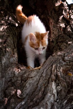 Beyaz renkli güzel kızıl saçlı bir kedi söğüt ağacında oturuyor. Kedi portresi, dikey format kedi yavrusu fotoğrafları, sevimli pofuduk kedi yavrusu..