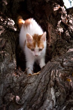 Beyaz renkli güzel kızıl saçlı bir kedi söğüt ağacında oturuyor. Kedi portresi, dikey format kedi yavrusu fotoğrafları, sevimli pofuduk kedi yavrusu..