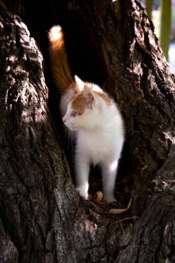 Beyaz renkli güzel kızıl saçlı bir kedi söğüt ağacında oturuyor. Kedi portresi, dikey format kedi yavrusu fotoğrafları, sevimli pofuduk kedi yavrusu..