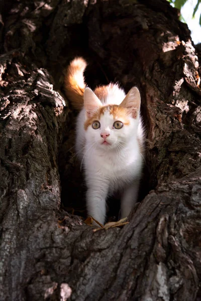 Egy Gyönyörű Vörös Hajú Fehér Színű Macska Fűzfa Törzsében Cica — Stock Fotó