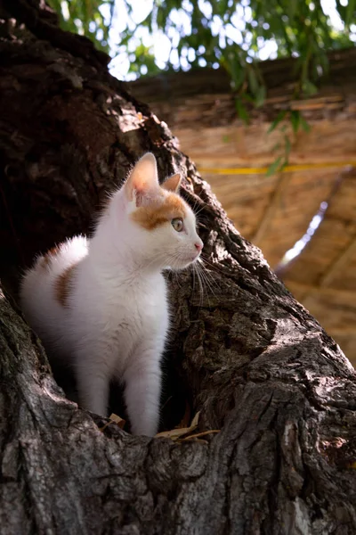 柳の幹には白を基調とした美しい赤毛の猫が座っています 子猫の肖像画 縦型子猫の写真 かわいいふわふわ子猫 — ストック写真