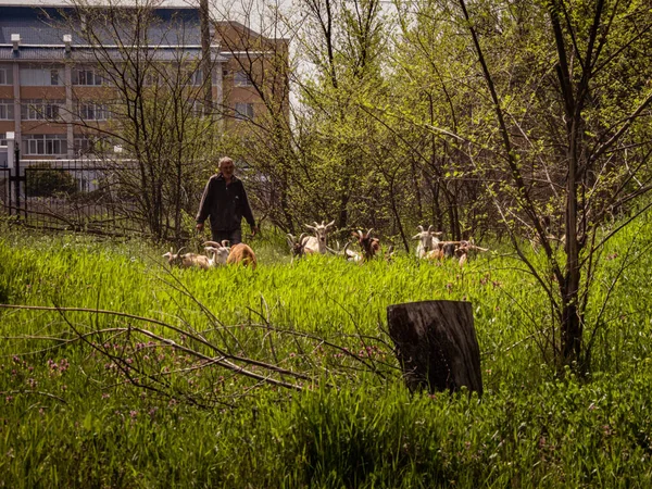 Tiraspol Moldova Mayıs 2021 Shepherd Bir Grup Keçiyi Otlağa Götürüyor — Stok fotoğraf
