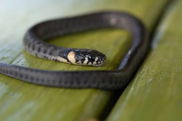 小草蛇 Natrix Natrix 也被称为环蛇或水蛇 选择性聚焦 浅层场深度 — 图库照片