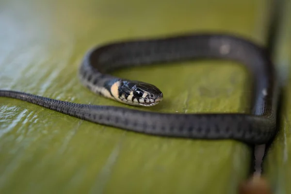 小草蛇 Natrix Natrix 也被称为环蛇或水蛇 选择性聚焦 浅层场深度 — 图库照片