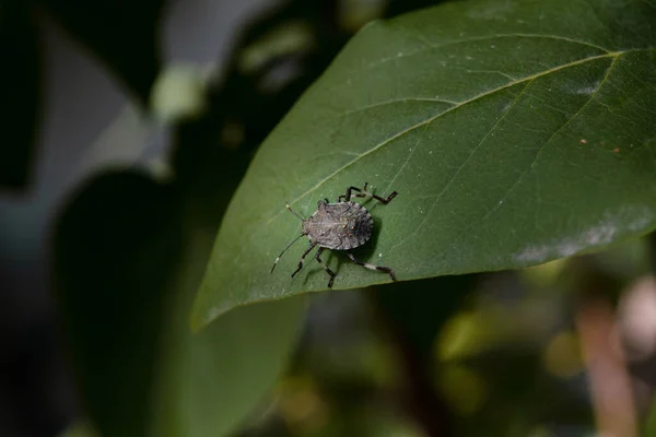Marmorated Pis Kokulu Böceğin Halyomorpha Halys Makro Fotoğrafı Bir Şırınga — Stok fotoğraf