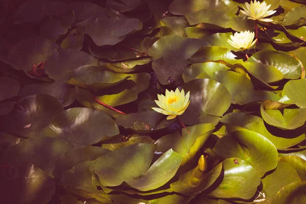 Water Lily Lotus Rays Setting Sun — Stock Photo, Image