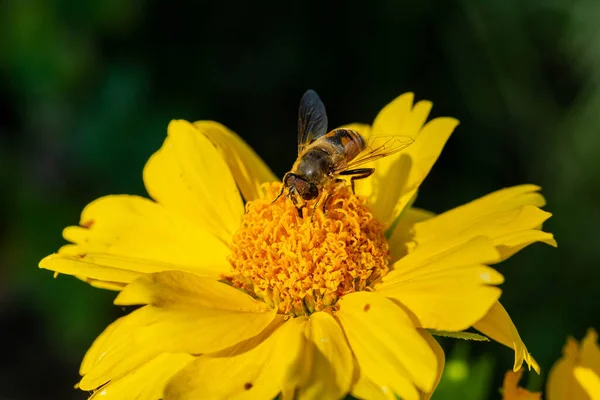 Honingbij Verzamelt Nectar Gele Bloem — Stockfoto