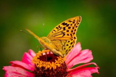 Güzel sürmeli kelebek bahçede Zinnia çiçeğinin nektarını toplar. Speyeria aglaja, Nymphalidae ailesinden Argynnis aglaja kelebeği. Doğa fotoğrafçılığı.