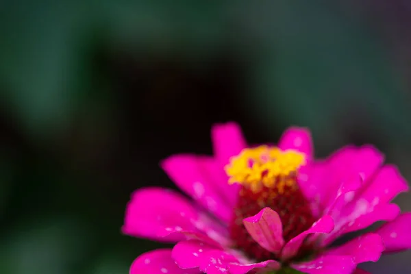 Красивый Красочный Размытый Цветочный Фон Копировальным Пространством — стоковое фото