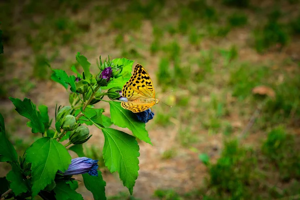 Schöner Schmetterling Sammelt Nektar Auf Hibiskusblüten Garten Speyeria Aglaja Argynnis — Stockfoto
