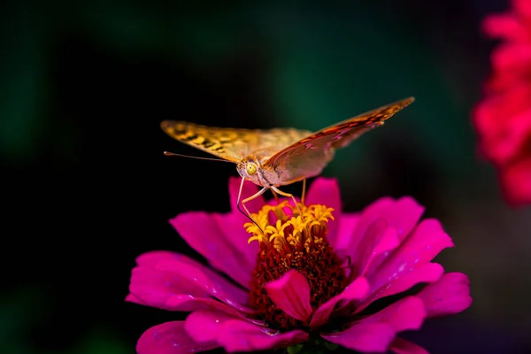 Beau Papillon Fritillaire Recueille Nectar Sur Fleur Zinnia Dans Jardin — Photo